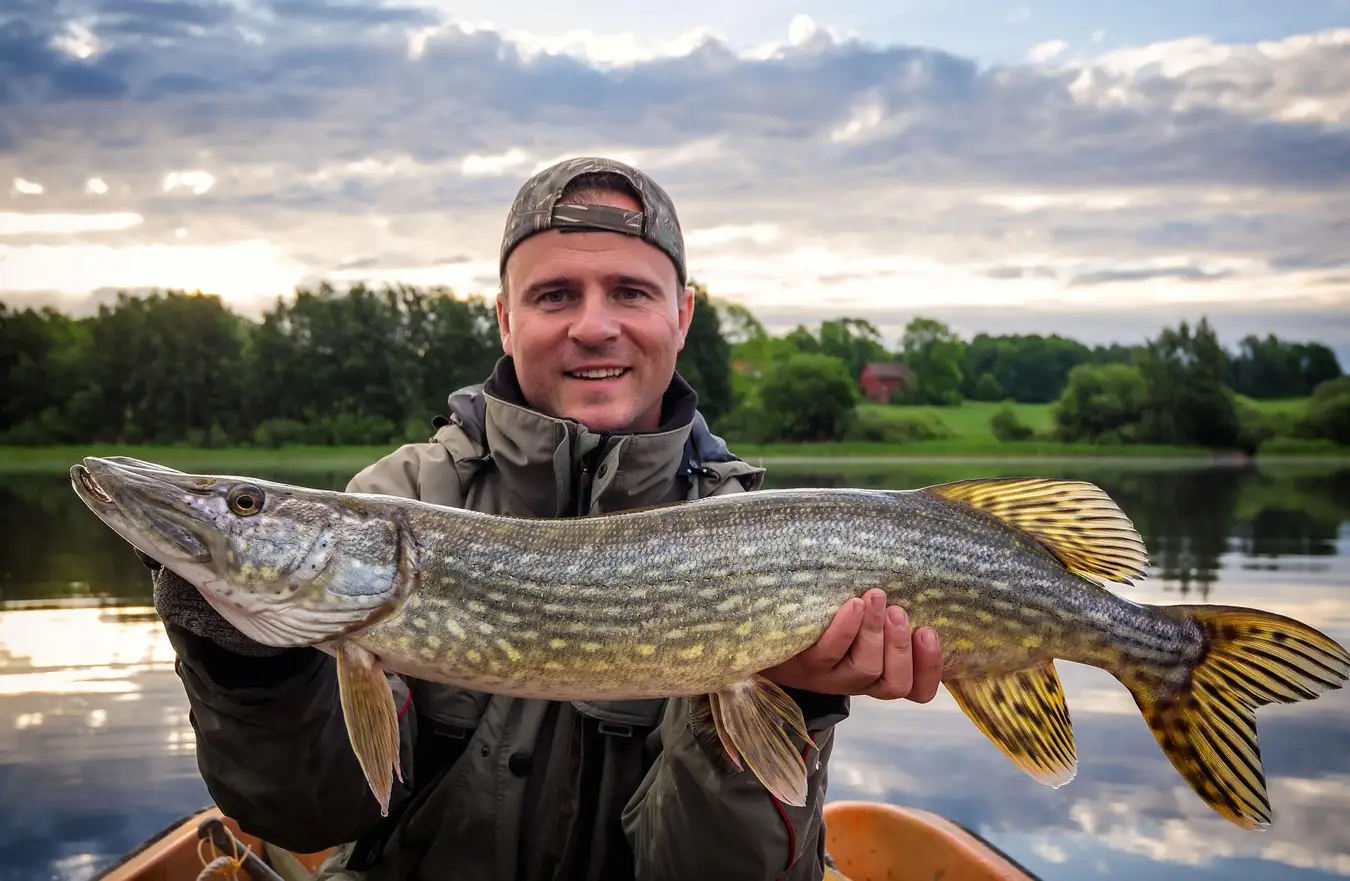 En fiskare håller en stor gädda vid en sjö i ett naturskönt område, omgiven av våtmarker, vid Långasjönäs camping & stugby.