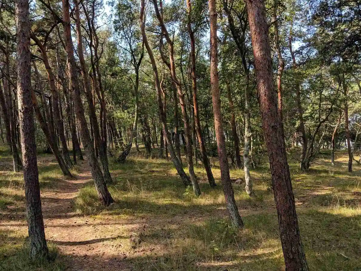 En lummig skog med tätt bladverk och spridda trädstammar vid Lerbergets camping.