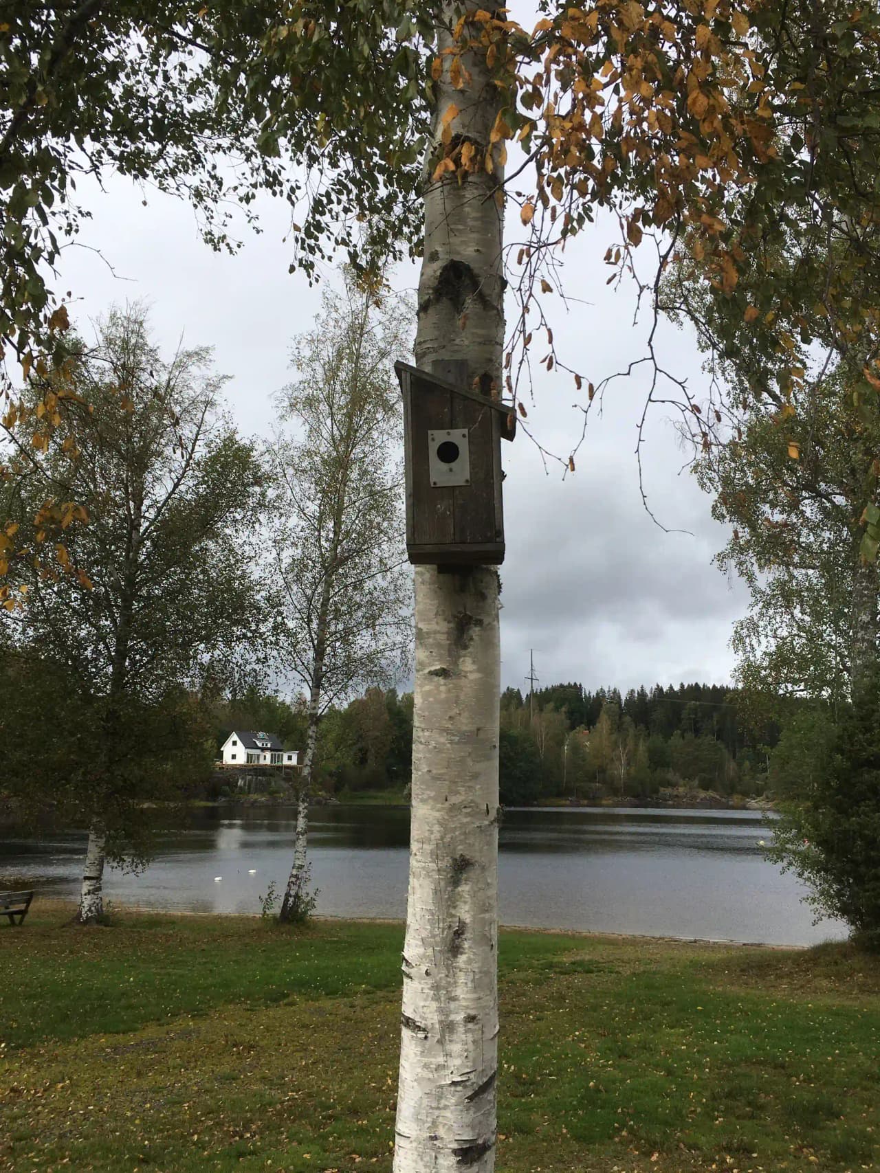 Bild av en naturskön omgivning vid Bullarebygdens Familjecamping, med björkar och asp som reser sig vid kanten av en reservoar. En fågelholk är fastsatt på en av de robusta stammarna, vilket förstärker den hemtrevliga stämningen i den grönskande miljön.