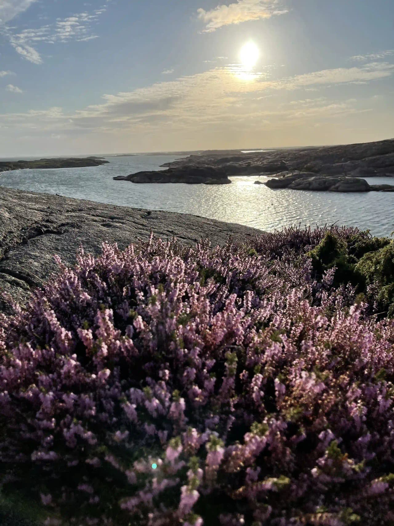 En blomstrande strand med vilda blommor i förgrunden och havet som glittrar i solnedgångens sken vid Sotenäs camping.