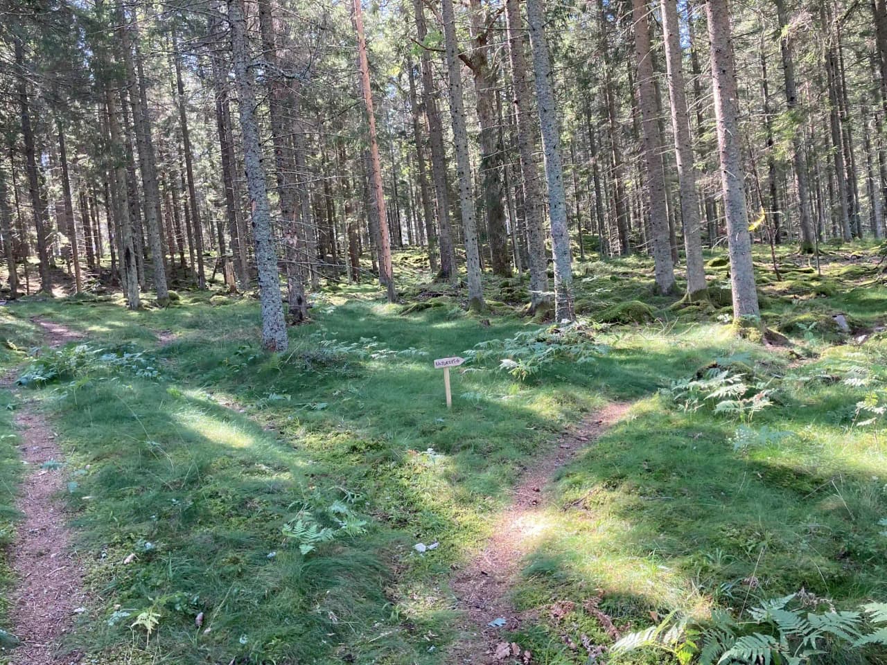 En grönskande skogsstig omgiven av höga barrträd och frodig vegetation vid Vimmerby Camping - Nossenbaden, med solbelysta lövverk som skapar en naturlig miljö för naturälskare.