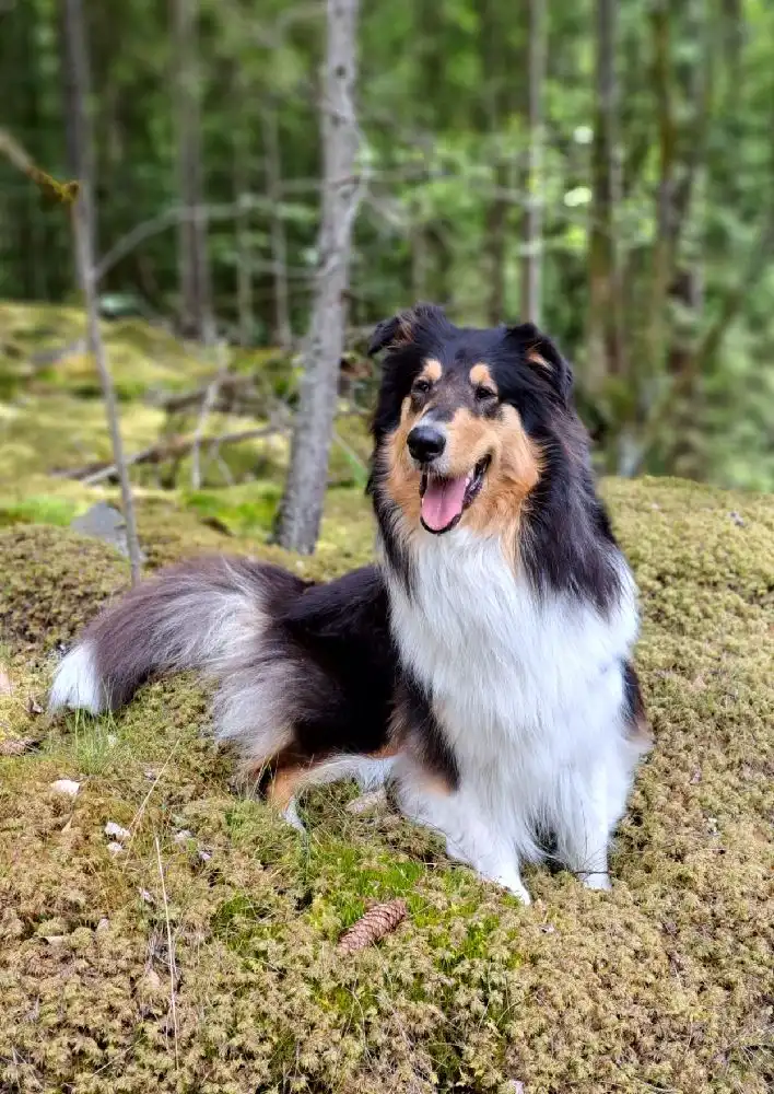 En glad rough collie med yvig päls står på en grönskande äng, omgiven av naturskön miljö i Stjernkvist's Hunshult. Hunden är uppmärksam och har en lekfull blick.