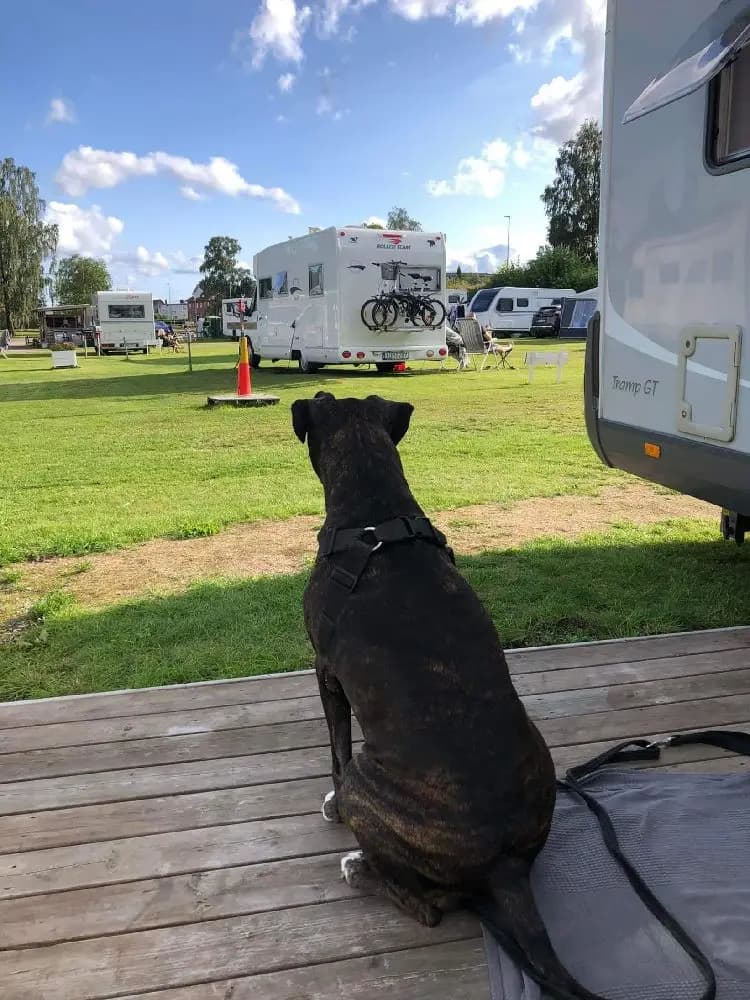 Bild på en hund kopplad med koppel intill en husvagn på Öjaby camping.