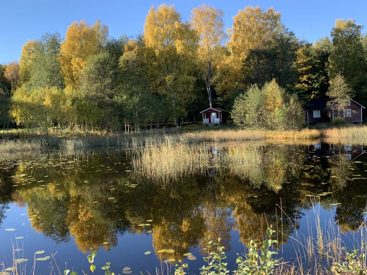 En grönskande campingplats vid vattnet omgiven av träd och naturliga landskap.