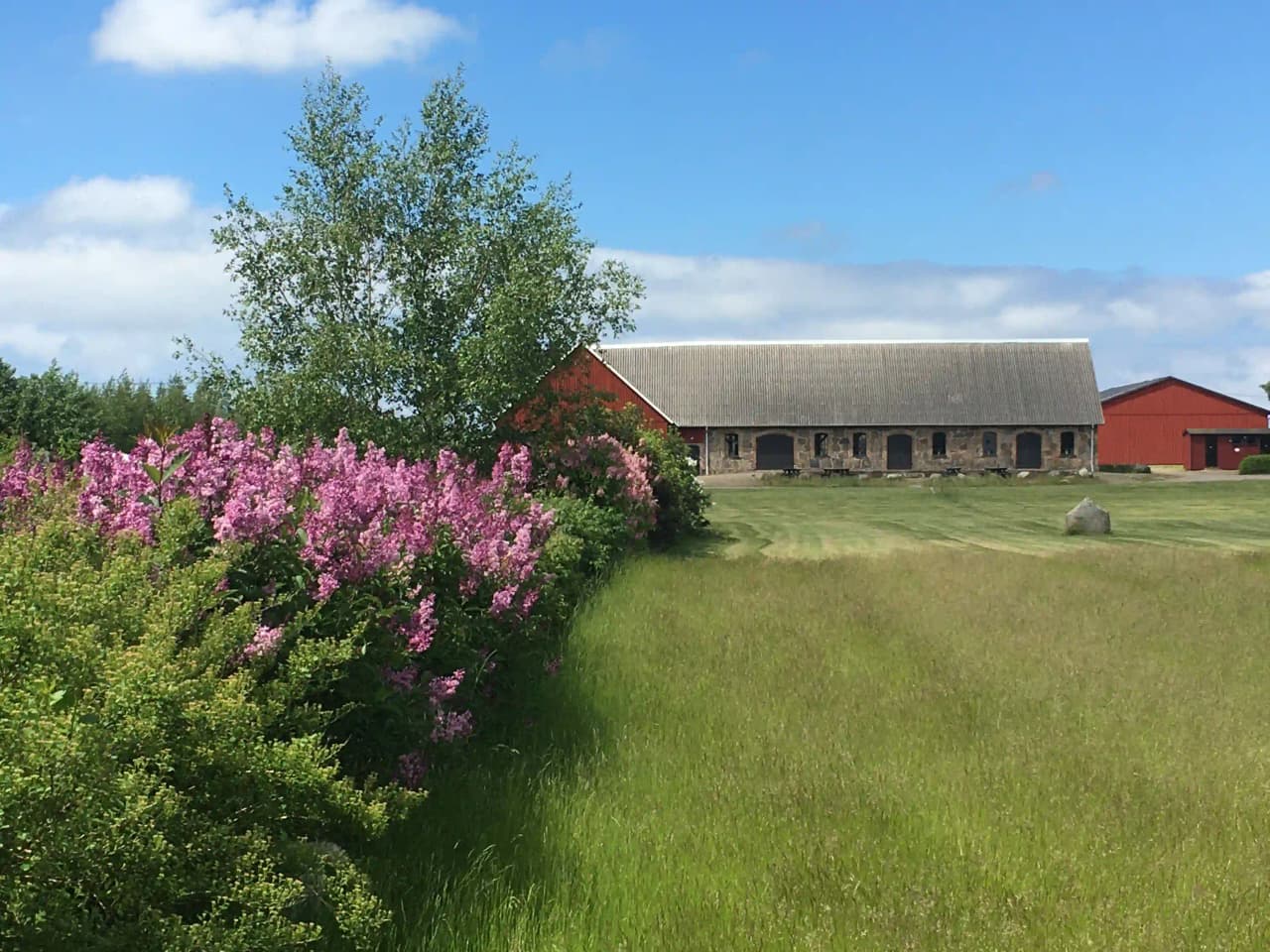 En grönskande äng vid Bläsinge gård med gräs och buskar i ett lantligt område.