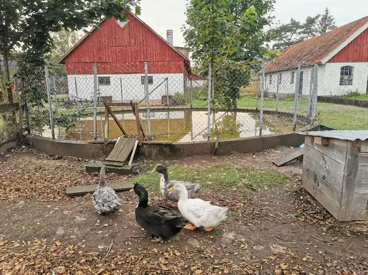 En grupp änder och hönsfåglar vid ett stängsel på Gunnagård.