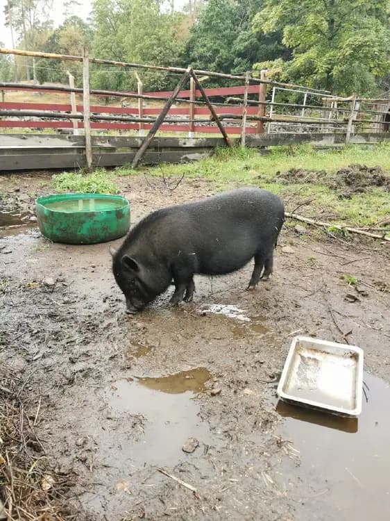 En gris med tryne och tät päls betar på Gunnagård. Grisen står på en grönskande gräsäng, vilket förstärker den lantliga miljön på besöksmålet.
