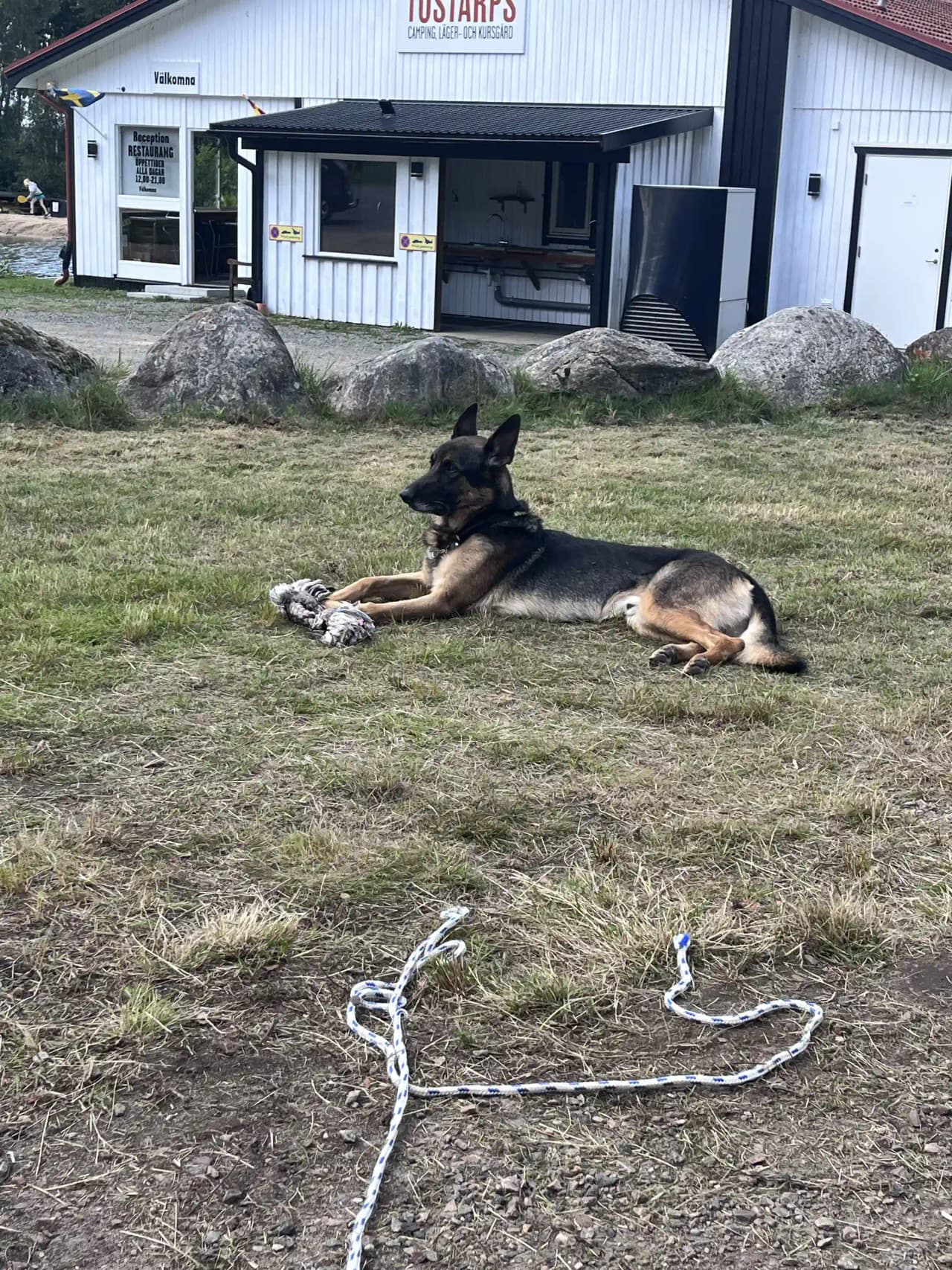 En hund av typen schäfer ligger avslappnat på gräs vid Tostarps camping, läger- och kursgård.