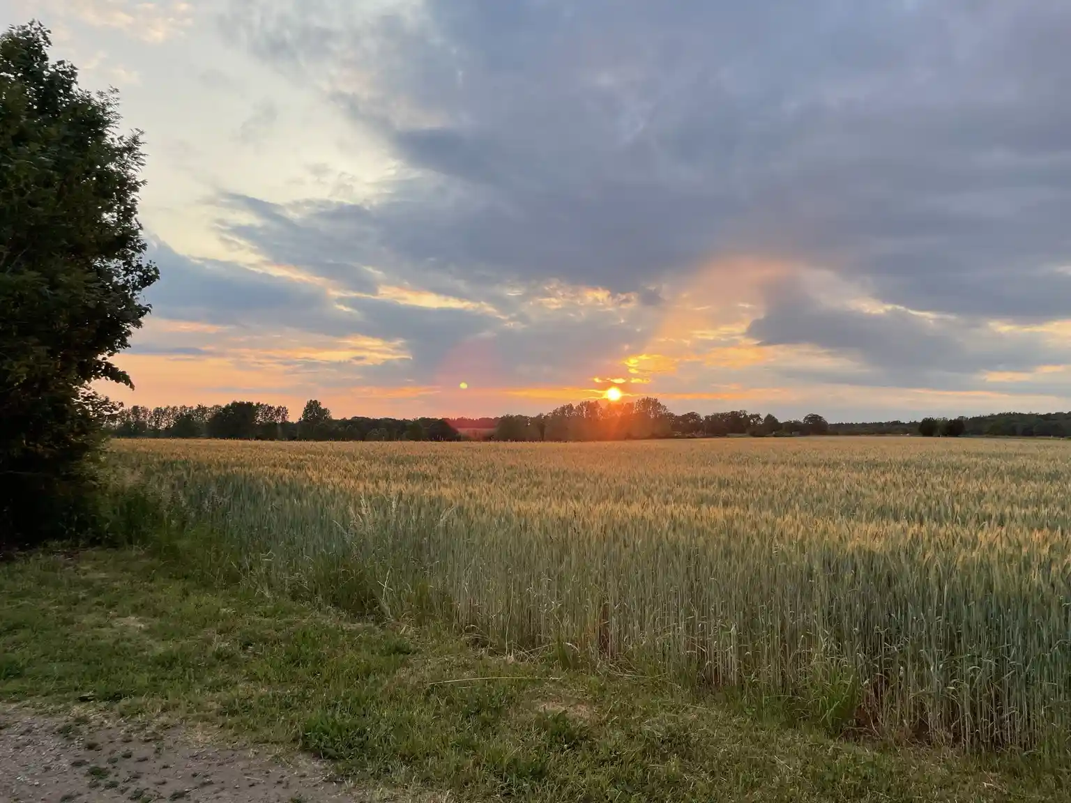 Alt-text: En solnedgång över Husargården med ett gyllene fält i förgrunden, moln pryder himlen och skapar ett varmt efterglöd mot horisonten.