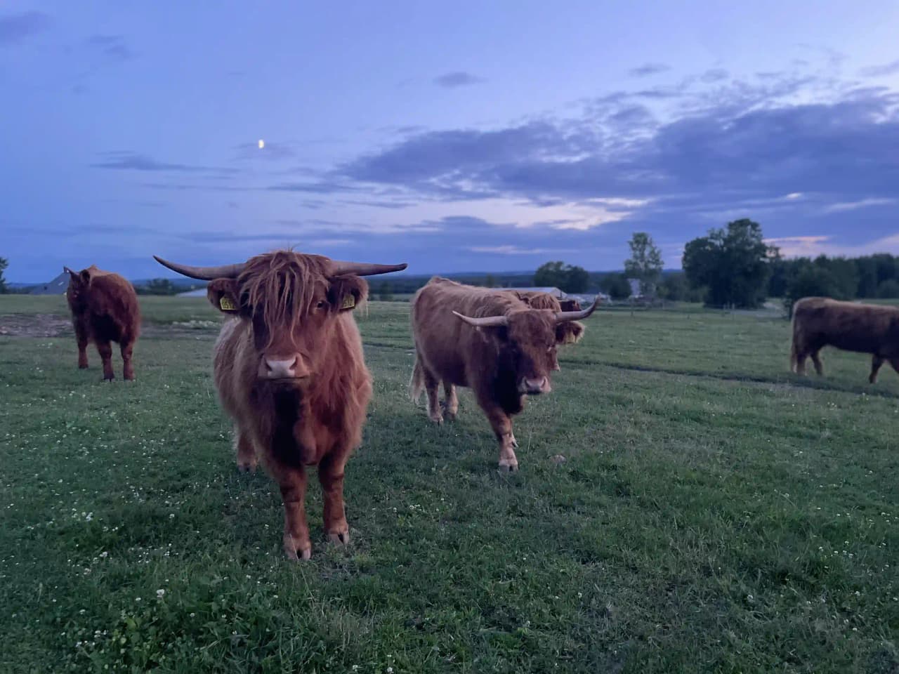 En sommarbild av en husargård med böljande gräsmarker, där en betande tjur med horn står på en vidsträckt äng.