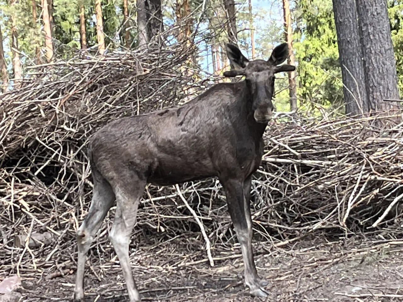 Älg som står i en skogsmiljö vid Vimmerby Camping - Nossenbaden, omgiven av tät skog och gröna träd.