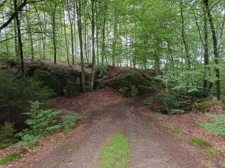 En skogsstig omgiven av tät grönska och höga träd vid Ljuvadal camping och ställplats.