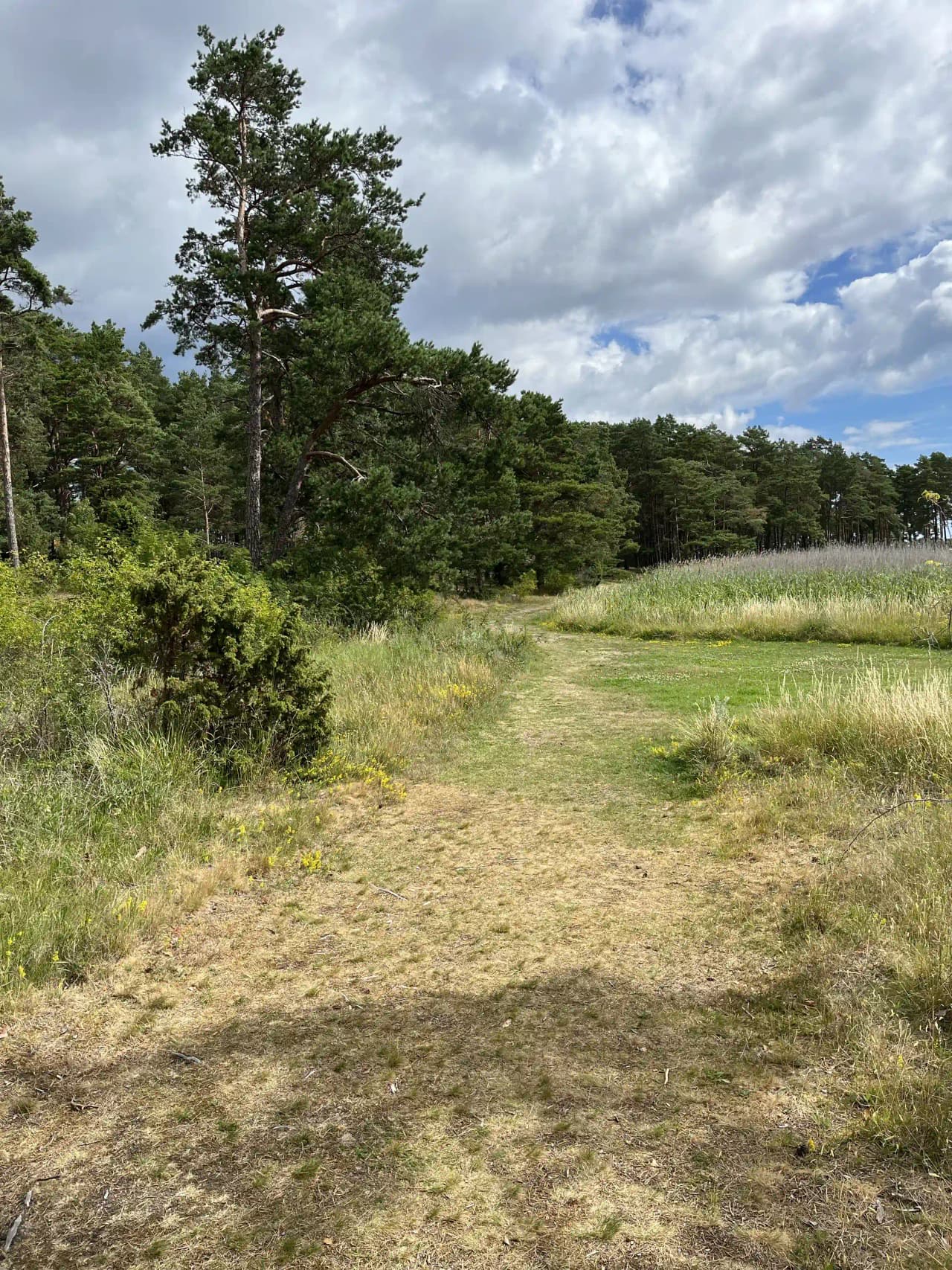 En naturskön campingplats med grönskande ängar och buskvegetation under molnig himmel.