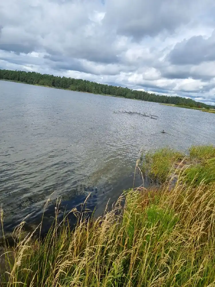 En scen med en vacker himmel fylld av fluffiga cumulusmoln speglas i det stilla vattnet vid Kaffetorpets camping, där horisonten delar himmel och vatten.