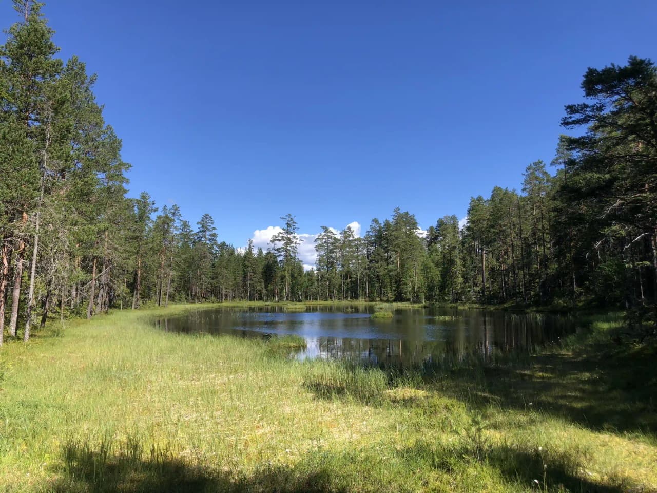 En frodig skogsmiljö vid Åsengården med täta barrträd, grön vegetation och en våtmark, omsluten av naturens stilla vildmark.