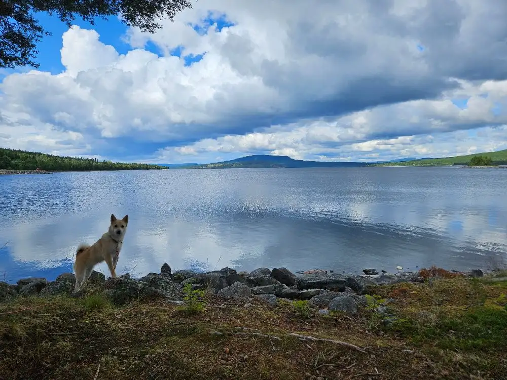 Bild av Gäddede camping & stugby som visar en rofylld sjö med blått vatten och klar himmel, omgiven av vacker natur och en horisont av molnprydda berg.