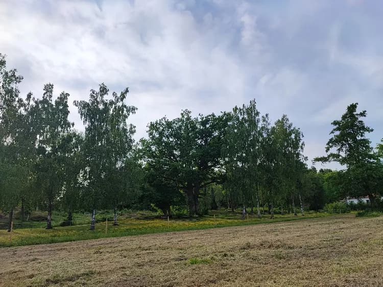 En pittoresk vy över Upperuds Gästhamn med grönskande träd och gräs i förgrunden, molntäckt himmel och öppna landskap i bakgrunden.