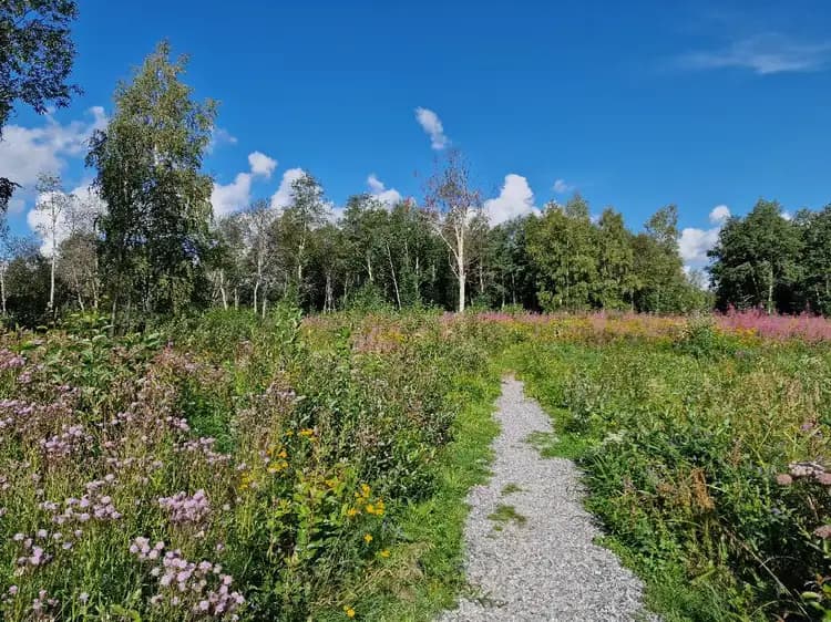 En grönskande campingplats omgiven av frodig vegetation, ängsgräs och vilda blommor, skapar en naturnära och lugn atmosfär.