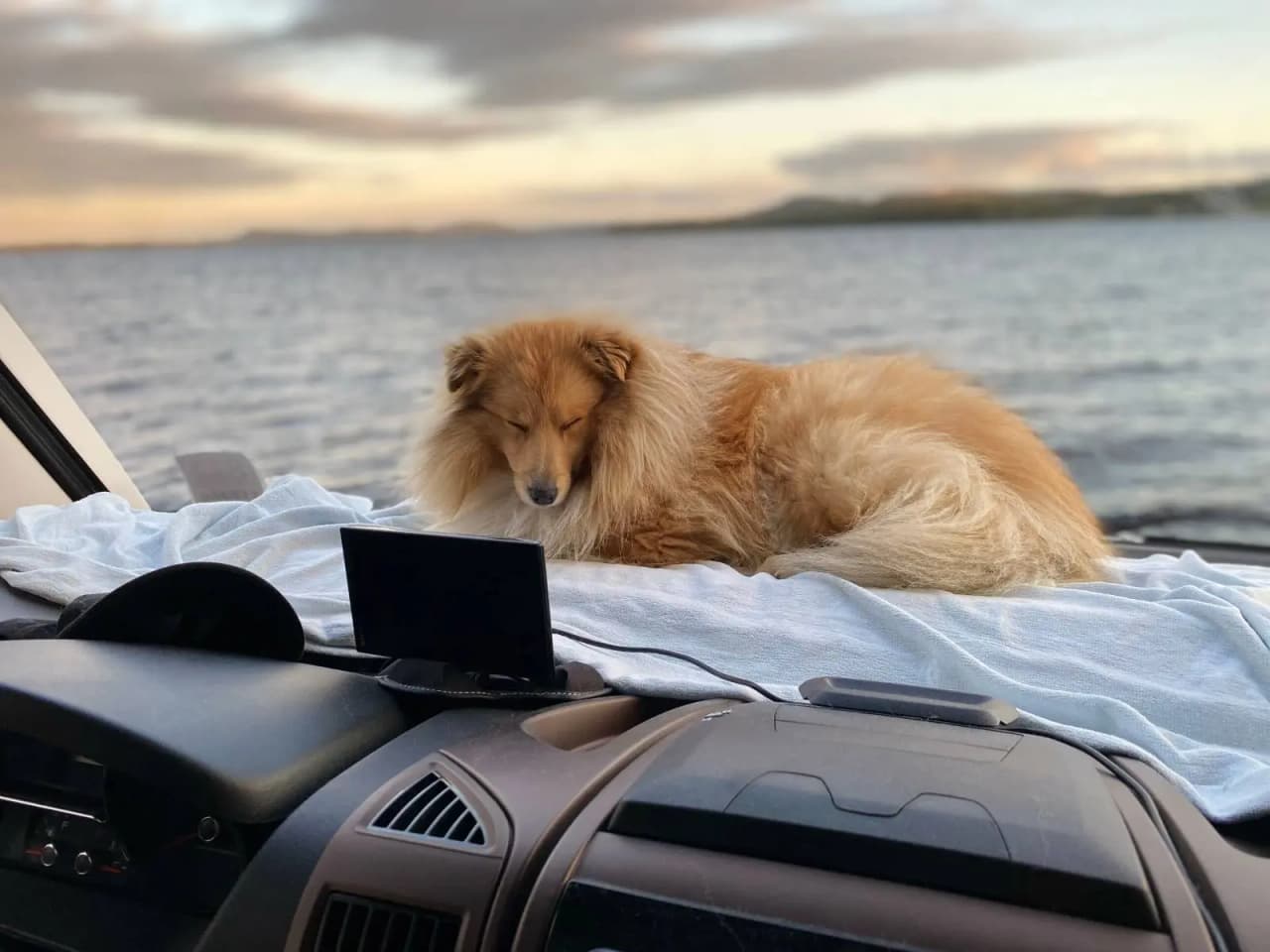 En glad hund med fluffig päls står vid en campingplats, omgiven av stugor och natur. Hunden ser ut att njuta av en utflykt, vilket ger en trivsam och gemytlig stämning som passar platsens rekreativa syfte.