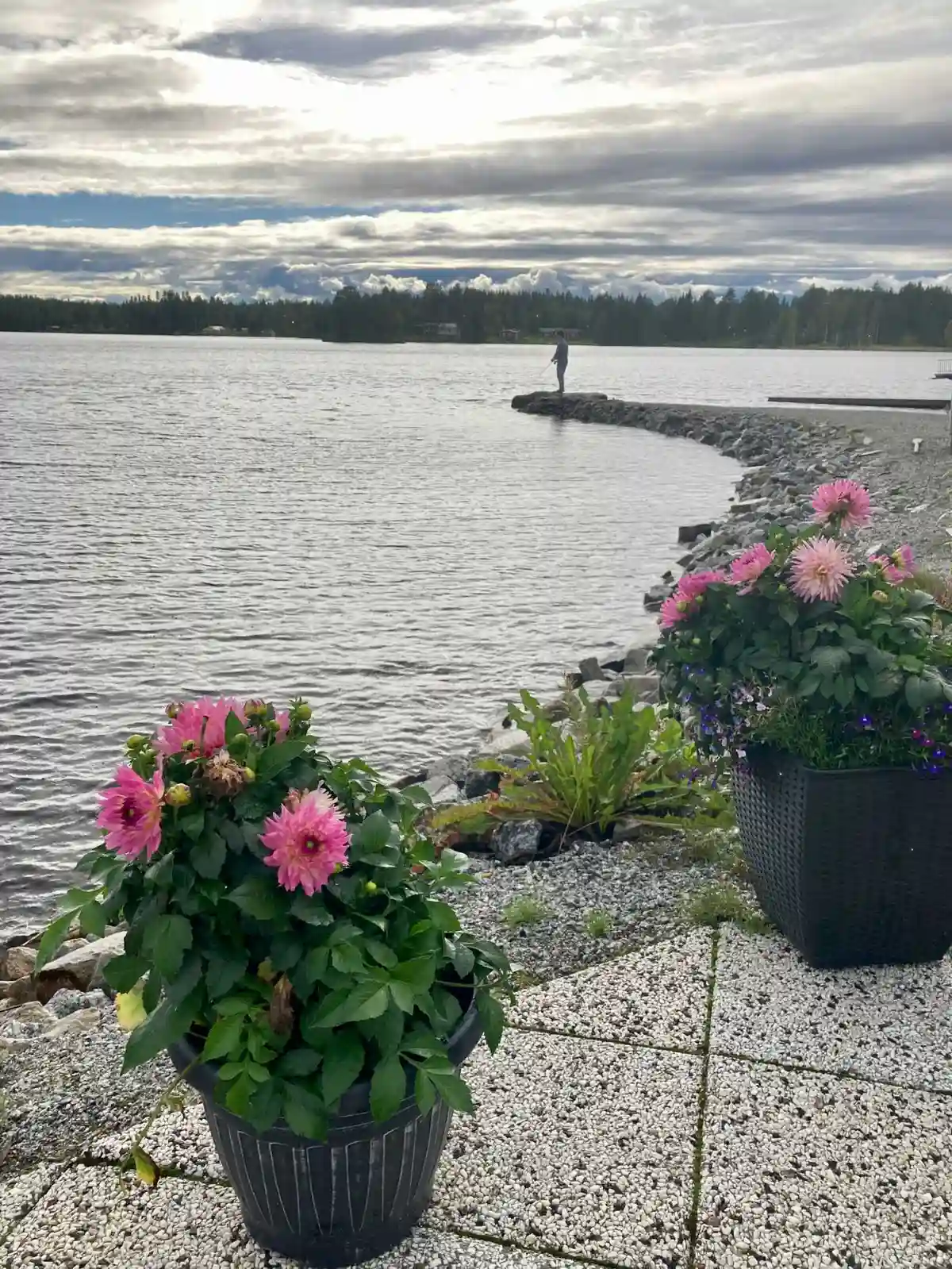 Alt-text: En blommande växt med färgglada kronblad framför en kustlinje vid Kolgårdens Stugby & Camping, som skapar en naturskön och avkopplande miljö.