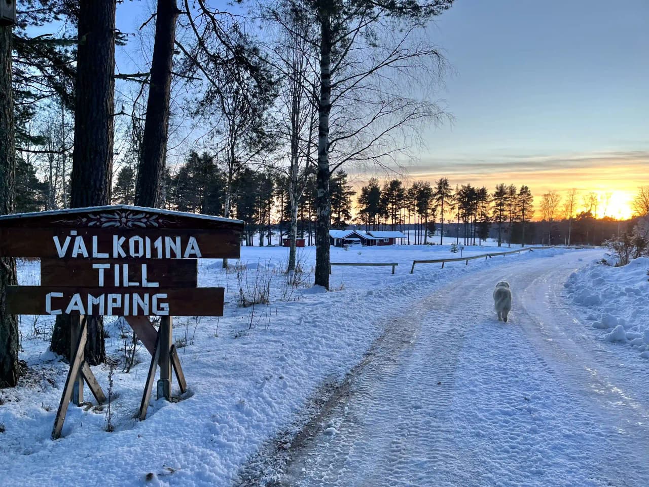 En snöig vinterdag vid Våmåbadets camping, omgiven av trädkronor och grenar. Den kyliga morgonen eller skymningen skapar en stillsam och fridfull atmosfär. Trädstammar och lärkträd är täckta med snö, som förhöjer den natursköna miljön.