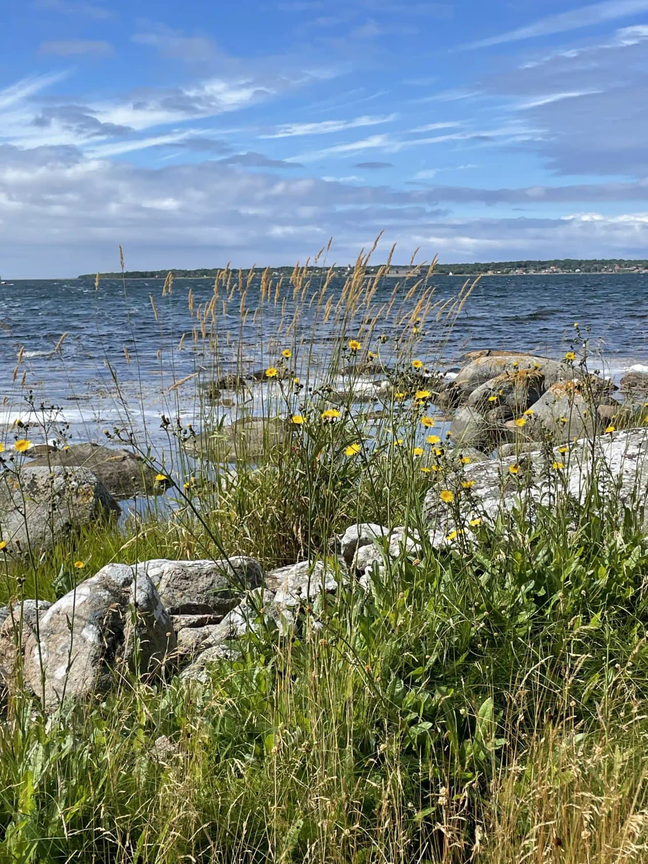 En vy över den natursköna kuststräckan vid Stenbräckagården Hägnan, med ett blått hav och en blomstrande strandäng i förgrunden.