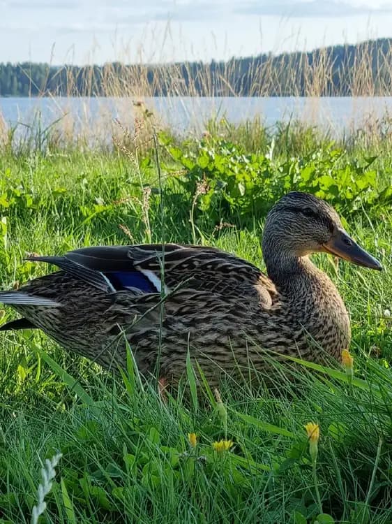 En liten flock av änder simmar lugnt i vattnet vid Arvika småbåtshamn, omgiven av gräs och naturlig miljö.