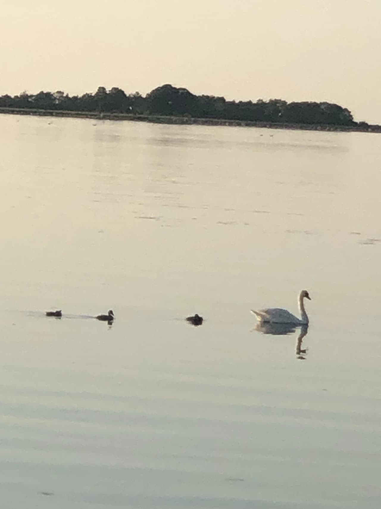 En sjöfågel med svart fjäderdräkt sitter vid vattnet i Böda Hamns camping, med sjön och en disig himmel i bakgrunden.