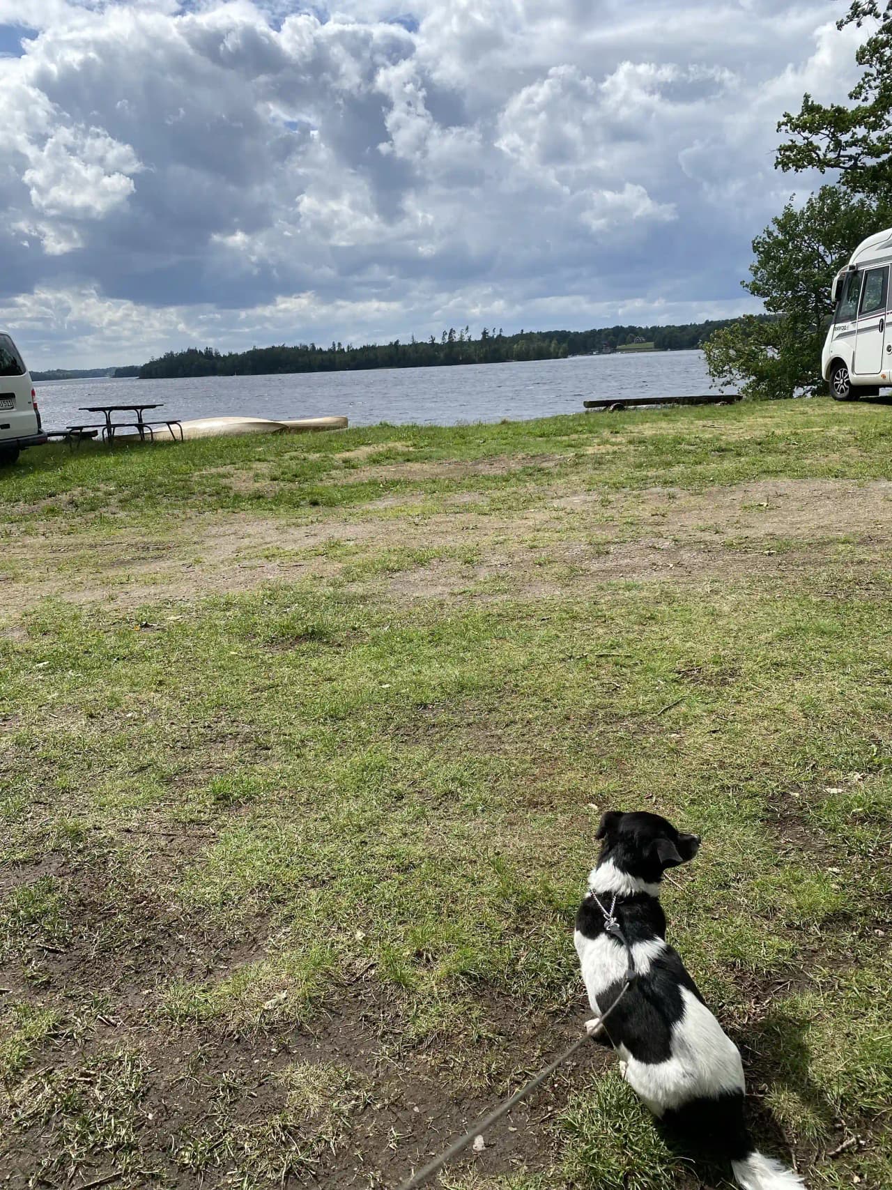 En hund står på en grön gräsmatta under en molnig himmel vid Hägern Bed & Nature, omgiven av naturskön parkmiljö.