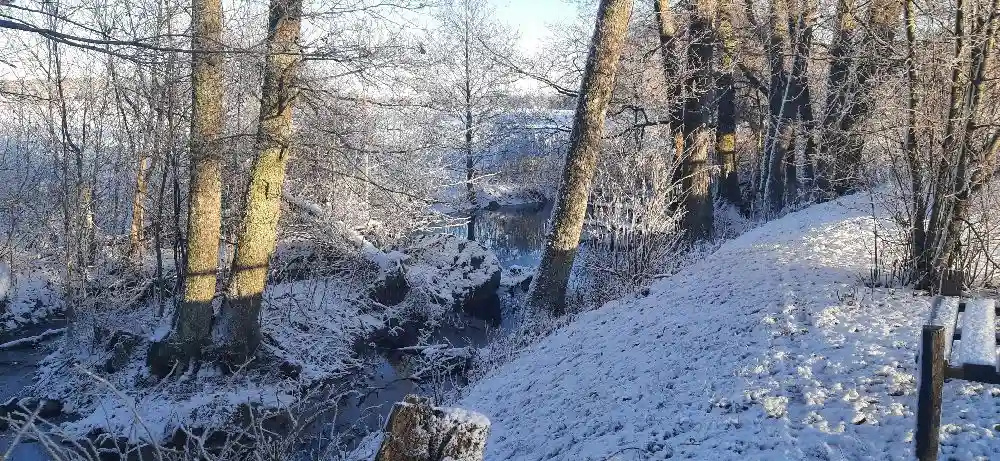 En snöig vinterdag vid Kvarngården hembygdsgård med frostiga trädgrenar i förgrunden och en skog i bakgrunden.