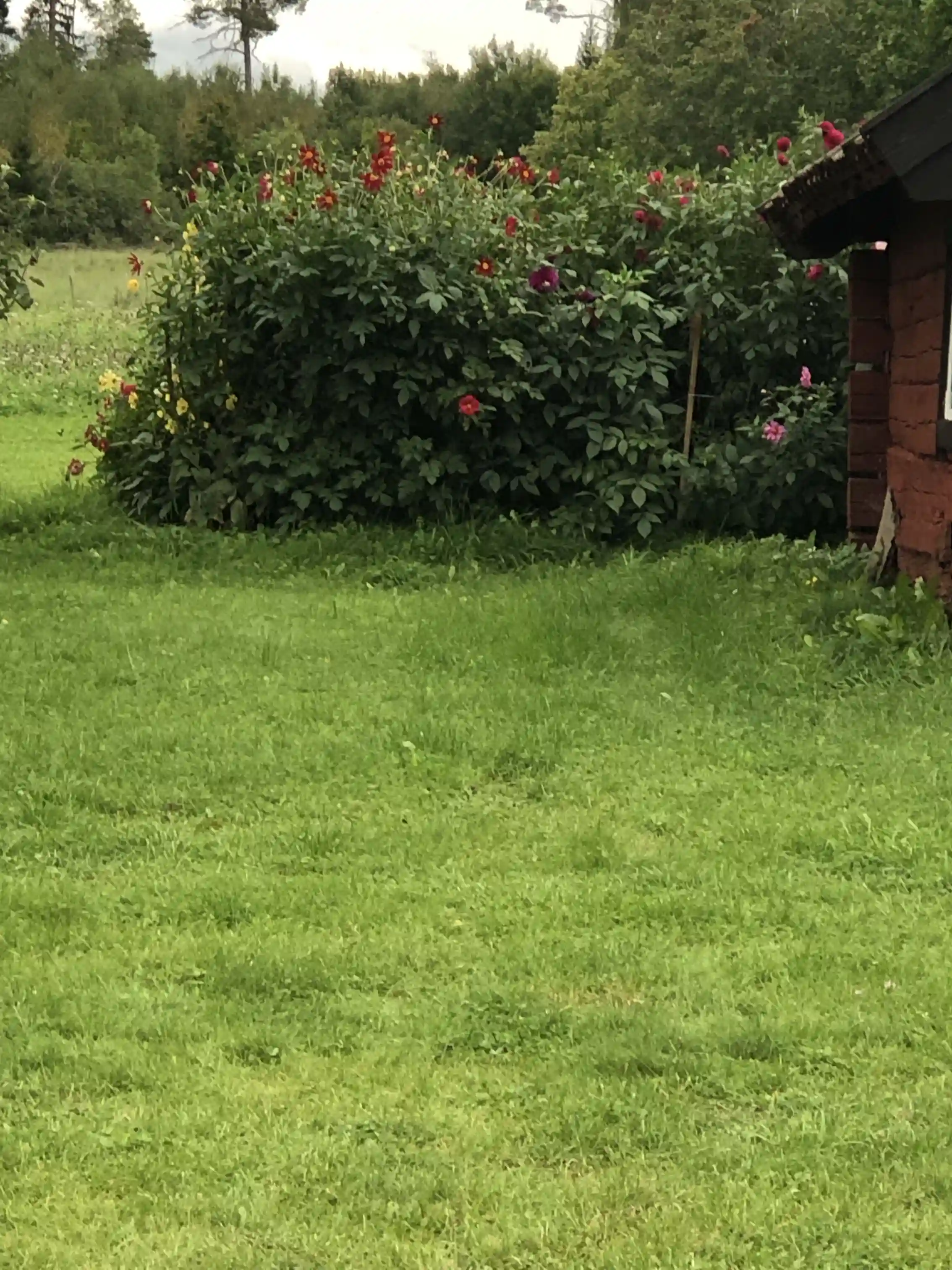 En naturskön vy över Kvarngården Hembygdsgård med frodig gräsmatta omgiven av buskar och ängsmark.