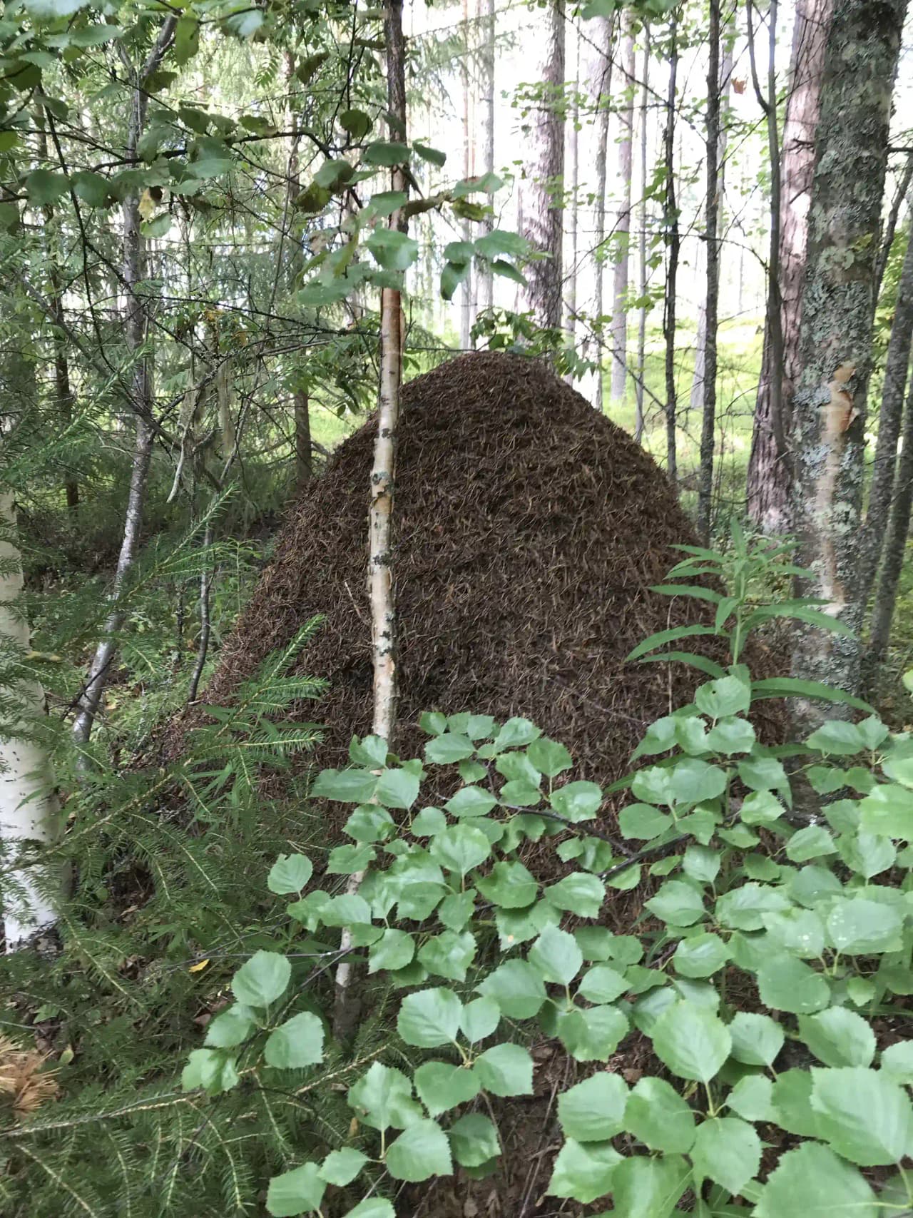 Bild som visar en frodig skogsmiljö vid Rossön camping, med täta, gröna lövträd och robusta trädstammar. Vegetationen är tät och ger en känsla av djup naturlig skönhet, som i en tempererad regnskog.