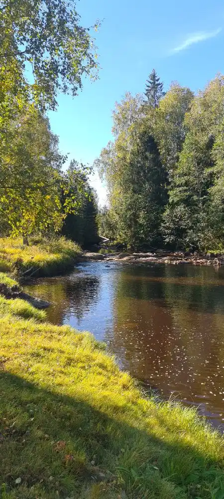 En vy över en frodig grönskande landskap med ett brett vattenflöde i förgrunden, omgivet av träd och växtlighet, som skapar en lugn och naturskön miljö vid Lufta Camping & Restaurang.