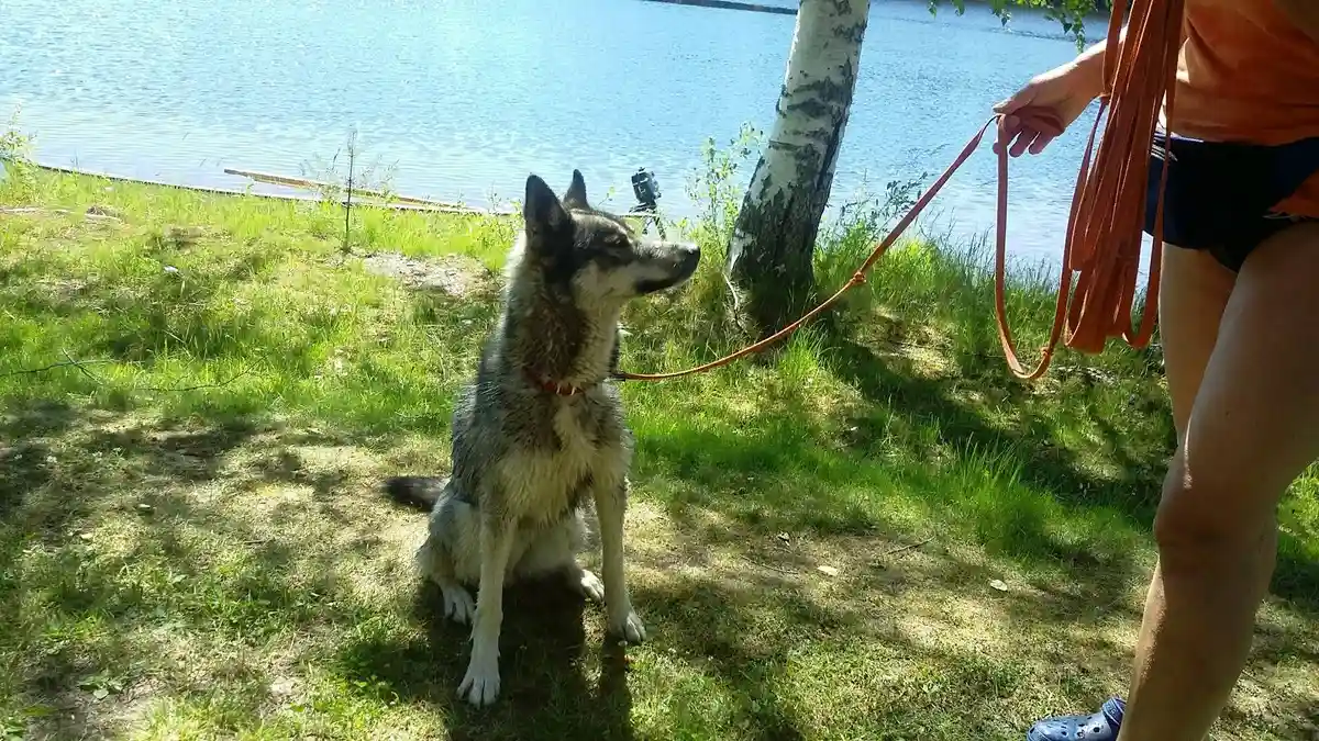 En glad hund i koppel promenerar på en campingplats, omgivet av natur.