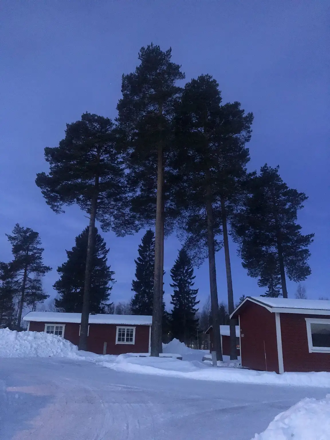 En vintrig landskapsvy med snötäckta träd och en stuga i bakgrunden vid Camp Viking. Träden är barrträd, möjligen lärkträd och barrväxter, där snön har lagt sig på grenarna och marken är täckt med ett tjockt lager av snö.
