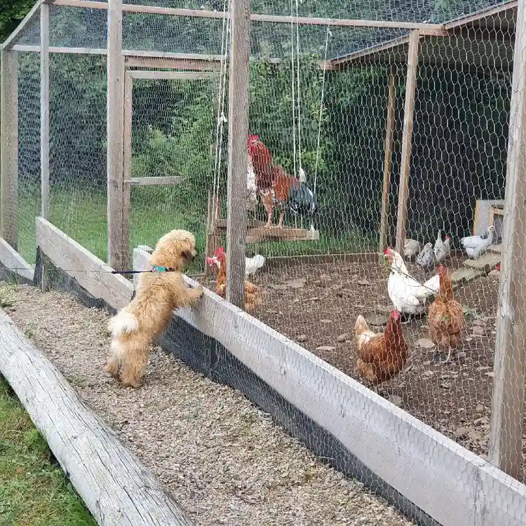 En höna bakom ett nätstängsel på Abrahams Camp.