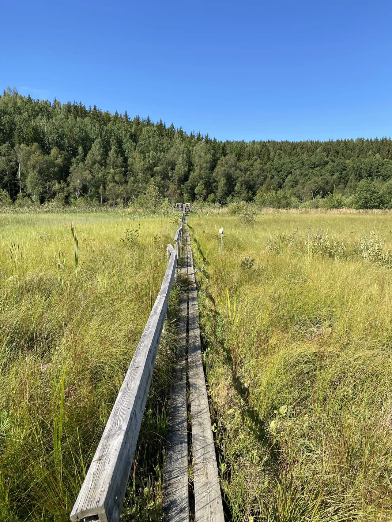 En naturskön vy vid Vammervikens camping med vidsträckt gräsmark, en slinga av träspång, och naturreservatets fridfulla omgivningar.