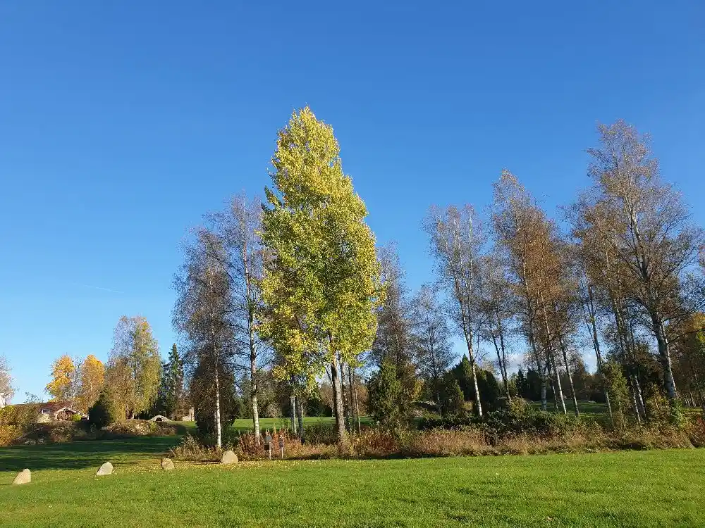 En tät skog med barrträd och lövverk, möjligen en del av Moarps B&B:s natursköna omgivningar.
