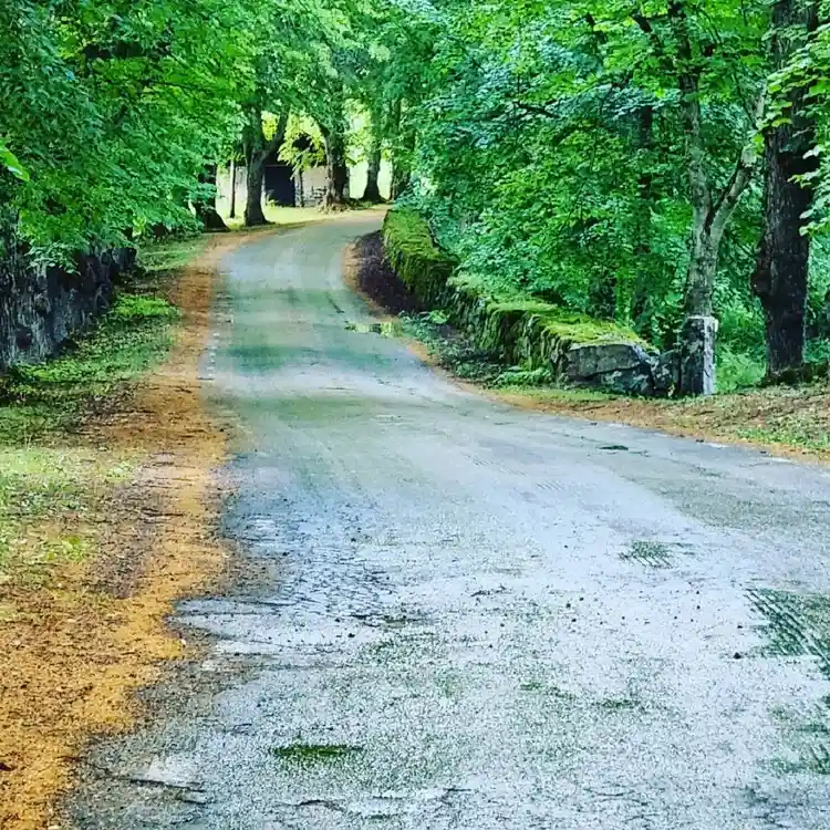 En asfalterad väg kantad av grönskande träd och buskar, en lummig och fridfull miljö vid Kungsgården Långvind.