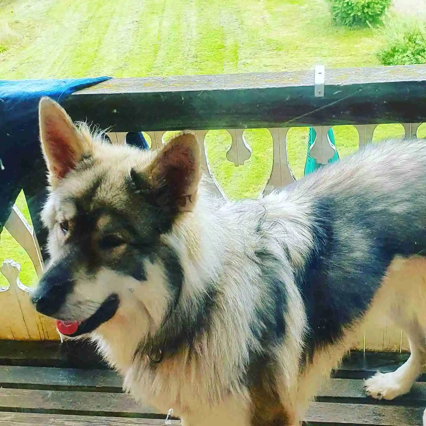 En hund med tjock päls ligger på marken vid Höljes camping.