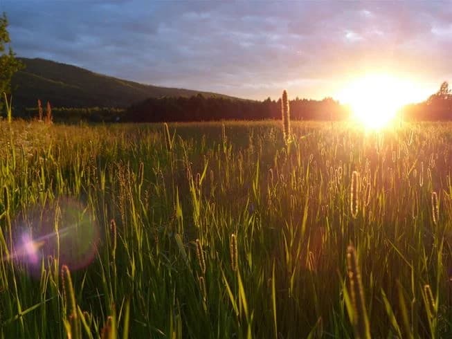 En solig sommarkväll vid Björkebo camping, där grönt gräs breder ut sig under en klar himmel med solnedgång i horisonten.