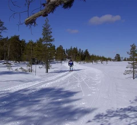 En snöig campingplats med vinterklädda människor som åker skidor bland täta träd, utrustade med skidstavar och annan skidutrustning.
