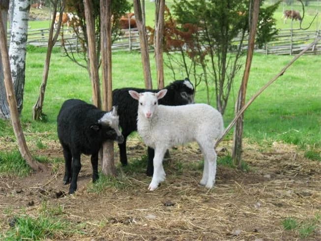 Får betar på en grönskande äng vid Kapellskärs camping med skogsbakgrund.