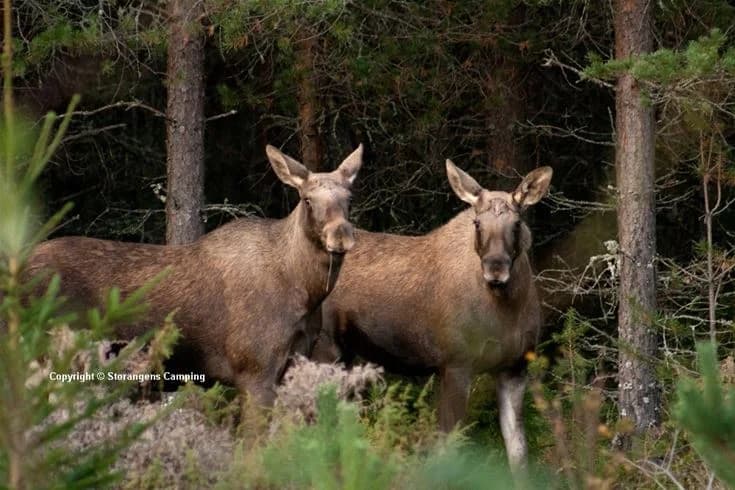 En älg står i en gammal skogsmiljö med täta träd i bakgrunden, en typisk vy i en nationalpark. Älgen, med sina karakteristiska horn, är omgiven av naturlig vildmark, vilket skapar en fredlig och autentisk naturupplevelse vid Storängens camping, stugor & outdoor.