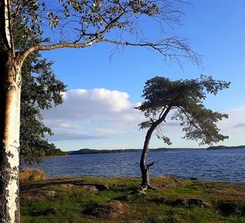 Ett naturskönt kustlandskap vid Gålö havsbad med blått vatten och klar himmel. I förgrunden syns grenar och trädstammar, omgivna av grönska och strandkanter.