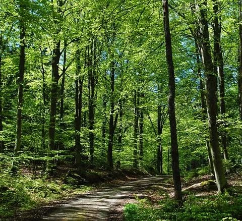 Bild av Anfasteröd Gårdsvik visar en lummig skog med grönskande lövverk, träd och naturliga inslag i en fridfull miljö.