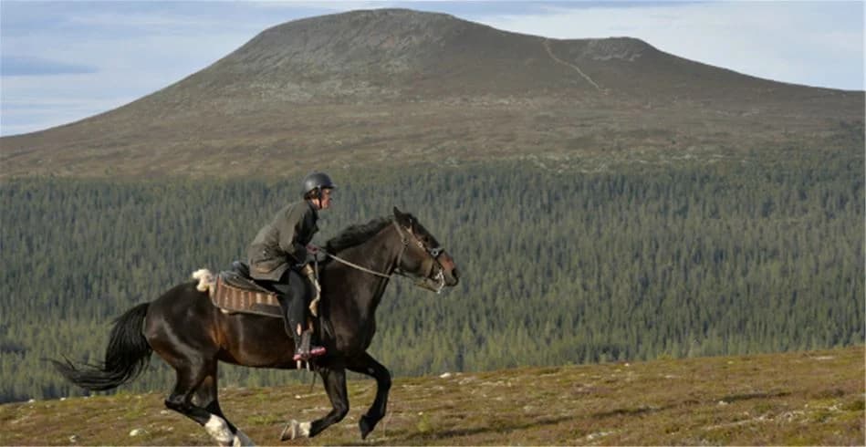 En häst iförd träns står på en gräsbevuxen fjällsluttning vid Idre Fjäll Camping, omgiven av berg och natursköna vyer.