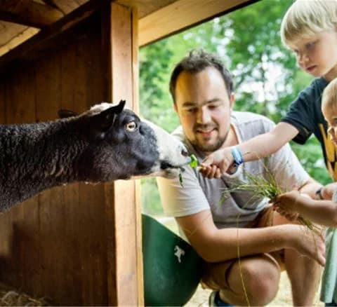 En glad liten barn leker och kelar med getter på Gustavsvik Resort, omgiven av en lantlig miljö.