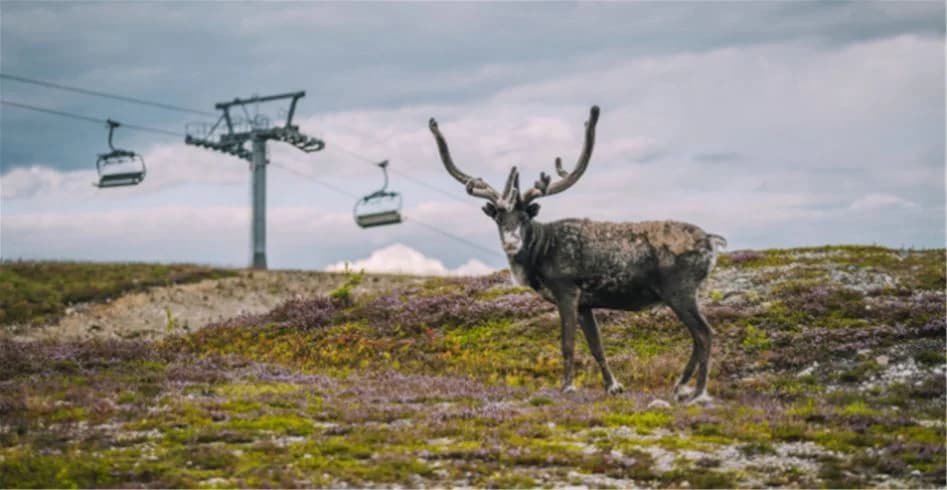 En ren med ståtliga horn står framför en bakgrund av tallskog, vilket skapar en naturupplevelse vid Idre Fjäll Camping.