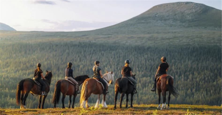 En grupp hästar med utrustning betar på en grön äng vid Idre Fjäll Camping, omgivna av skogslandskap, en populär plats för friluftsaktiviteter och ridning.